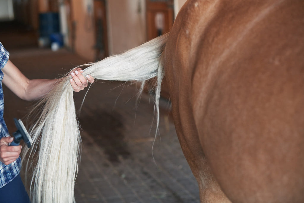 Caring for Your Horse’s Mane and Tail