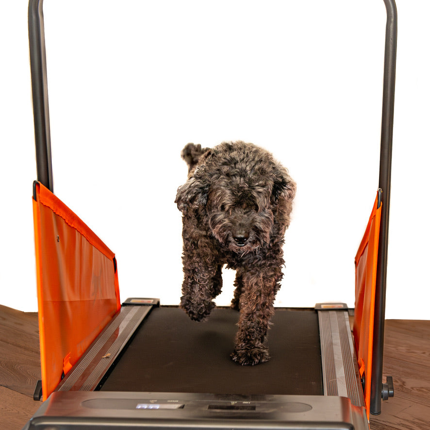 Small black poodle walking on orange dog treadmill indoors