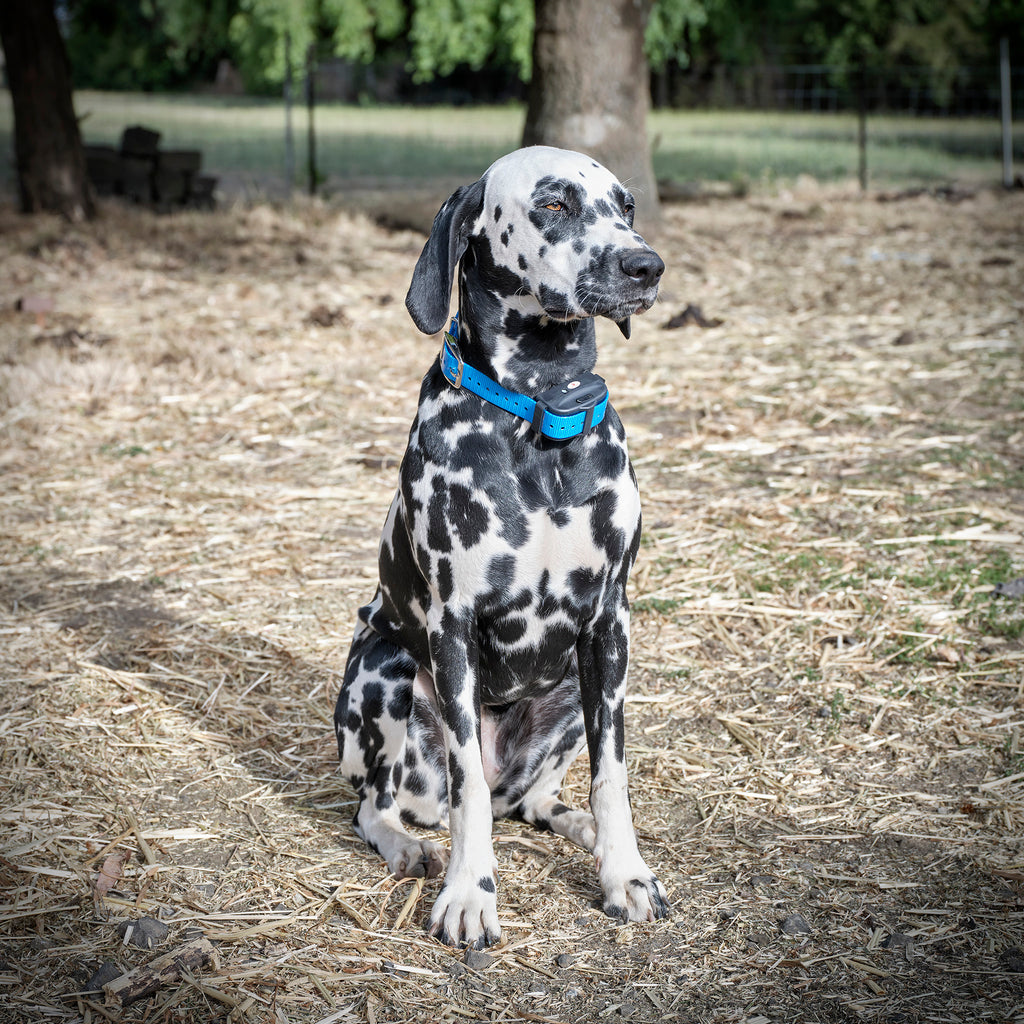 electronic collar deluxe electric dog fence system