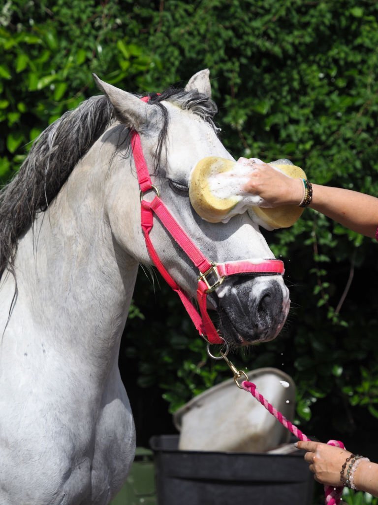 horse spa pamper pack professional grooming hairdryer neem oil dog shampoo combo