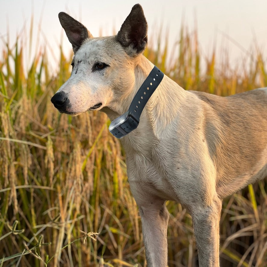 pet control hq extra collar for remote hunting dog trainer