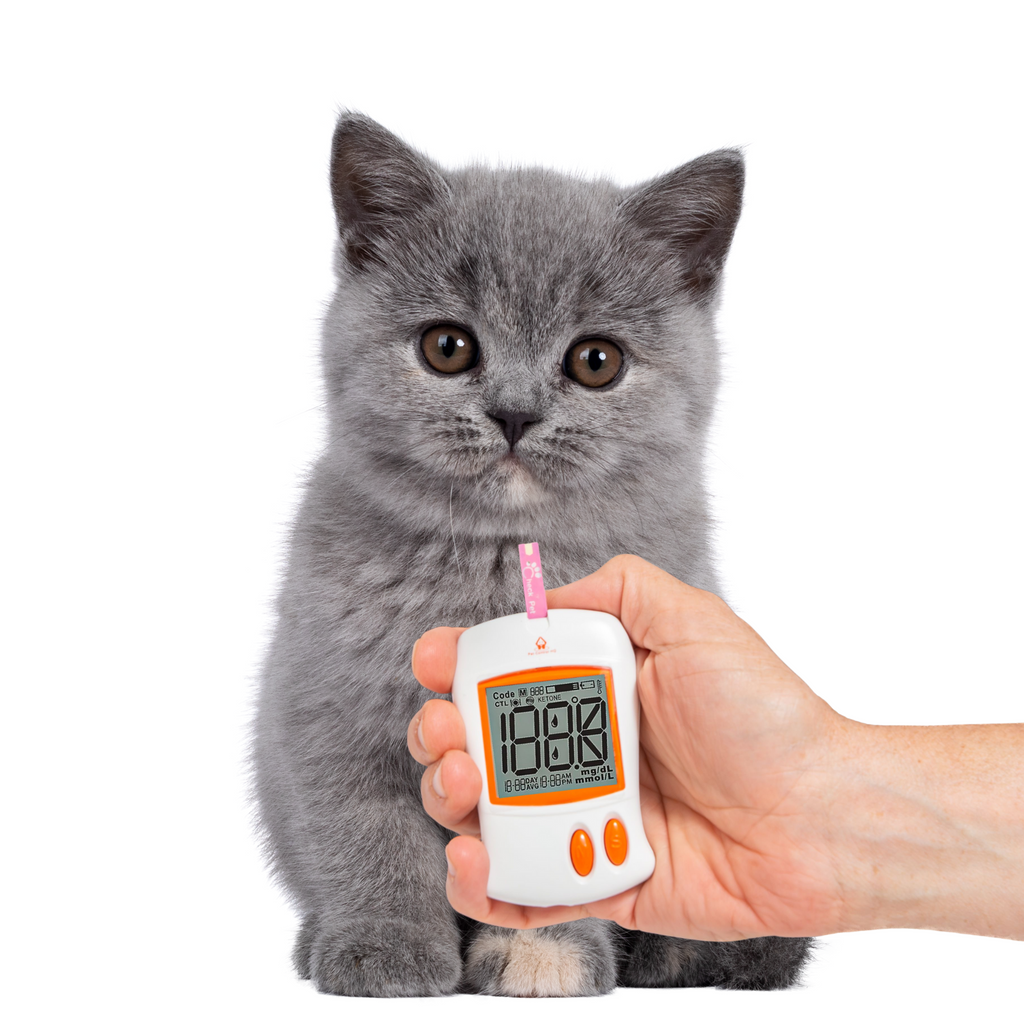 kitten with a glucose meter for pet diabetes management