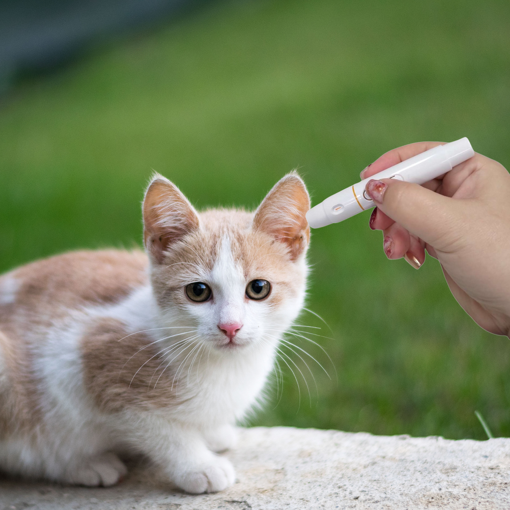 Pet blood glucose meter kit testing kitten’s ear for diabetes monitoring