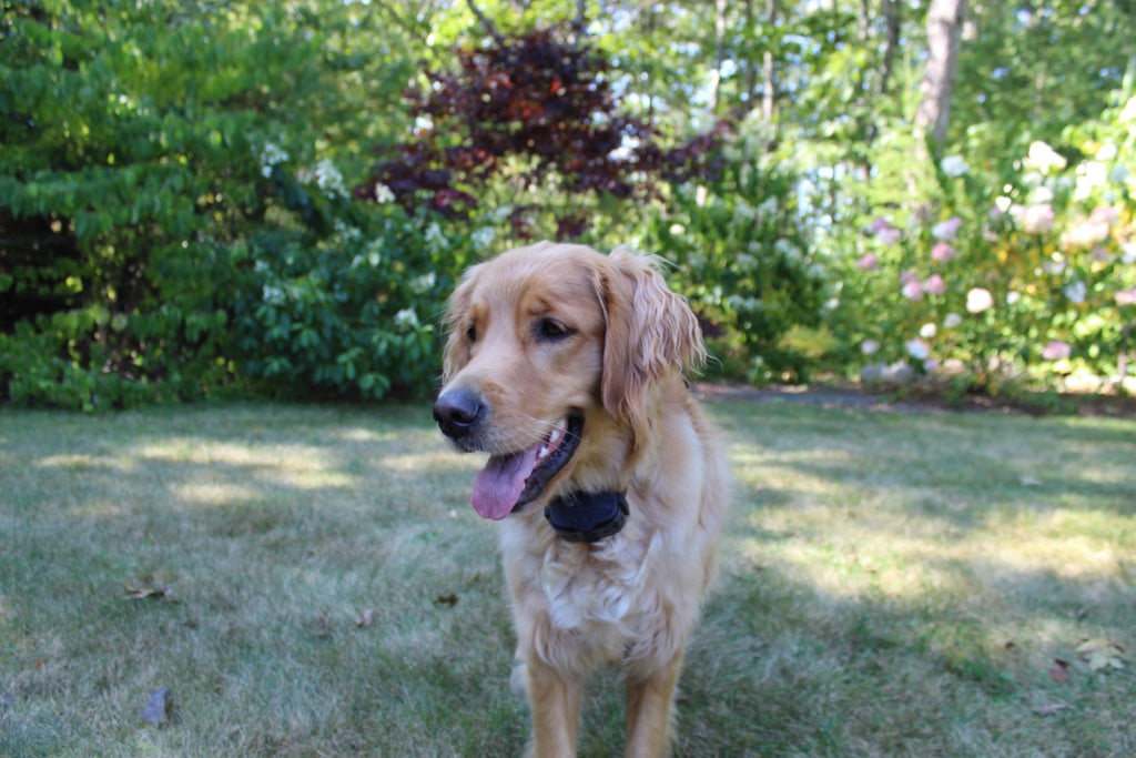 extra shock collar with led nightlight for remote dog trainer