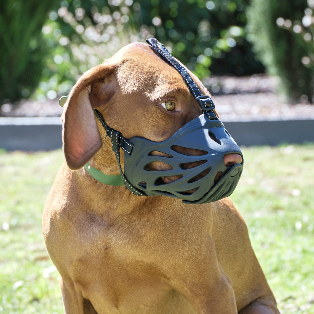 large dog muzzle