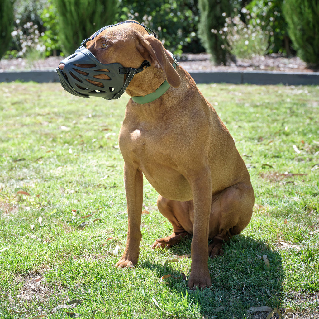 large dog muzzle