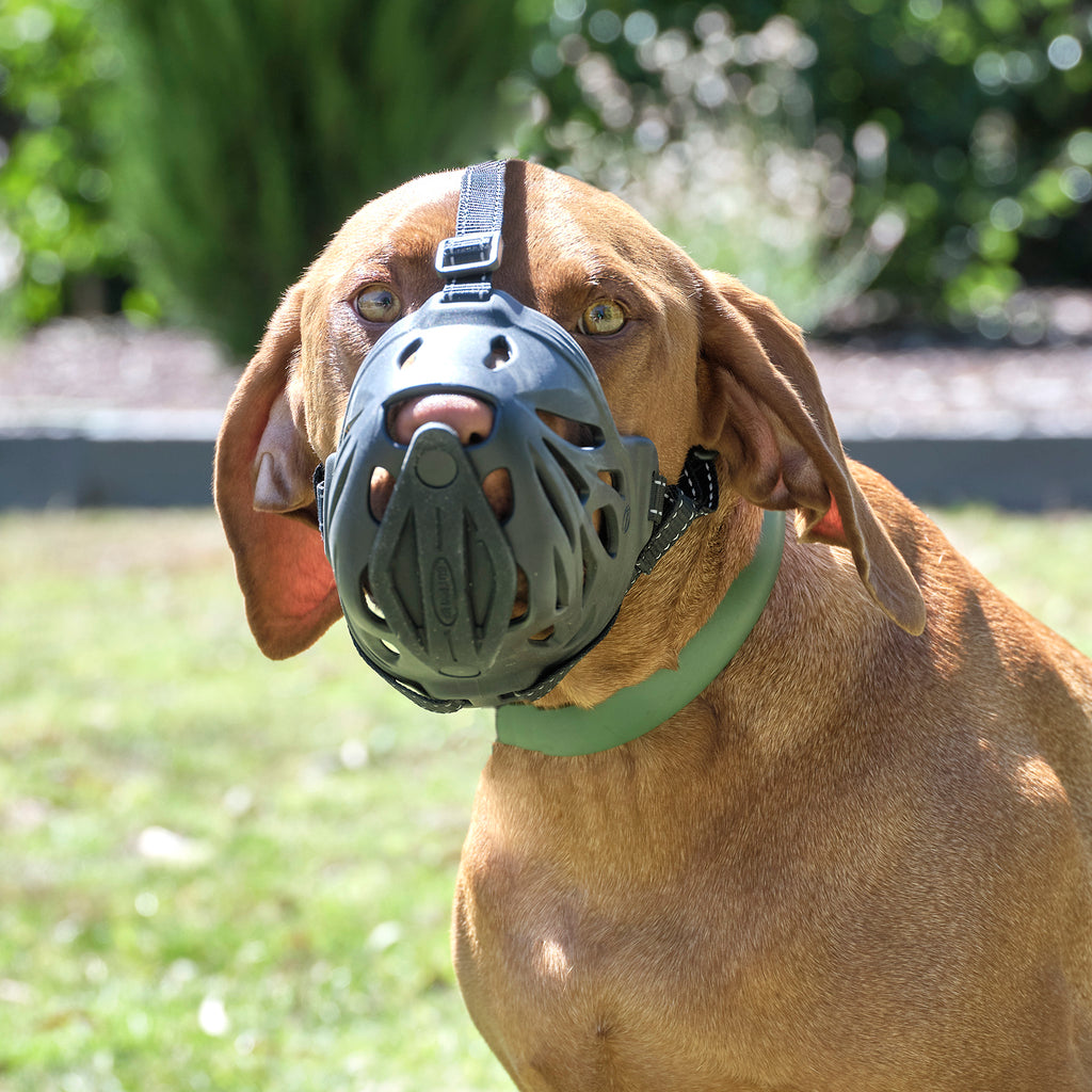 large dog muzzle