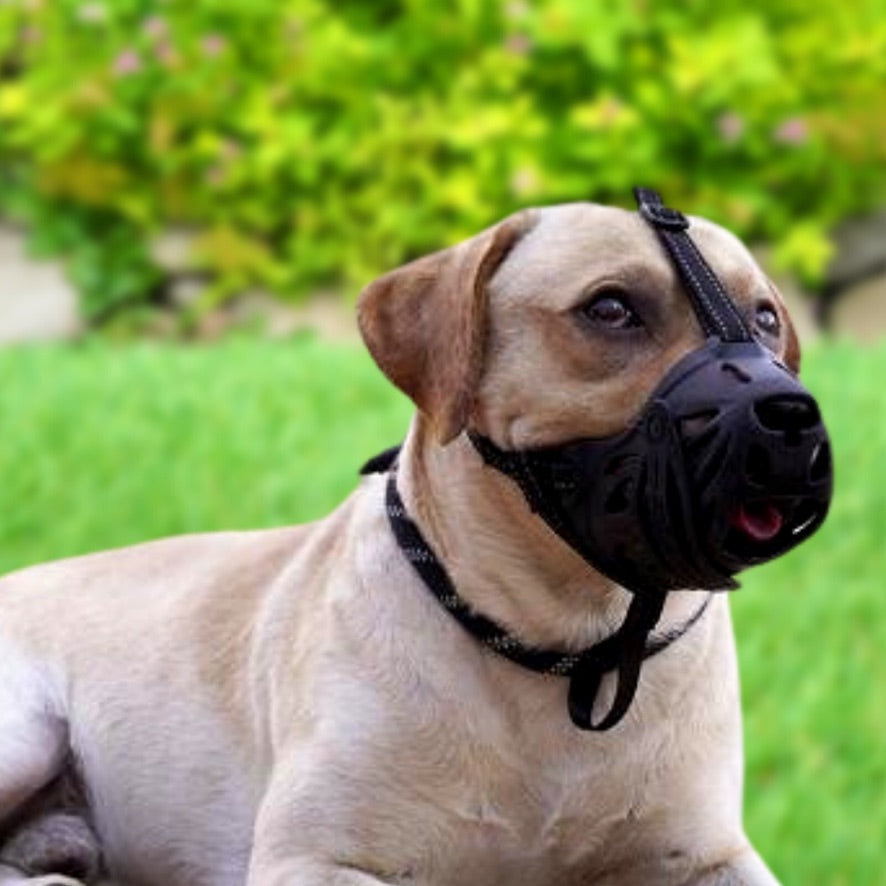 large dog muzzle